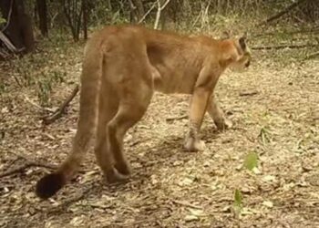 Unos 15 pumas transitan el corredor biológico Wϋin-Manna en La Guajira