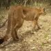 Unos 15 pumas transitan el corredor biológico Wϋin-Manna en La Guajira