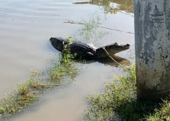 Aparición de una babilla de casi dos metros causó pánico en el casco urbano de Riohacha