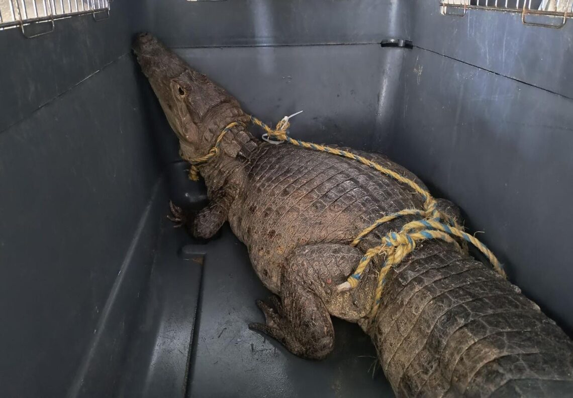 Aparición de una babilla de casi dos metros causó pánico en el casco urbano de Riohacha