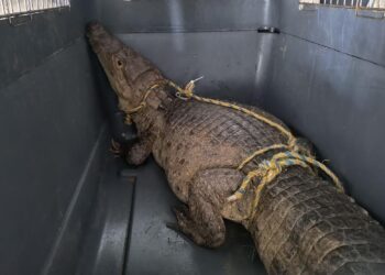 Aparición de una babilla de casi dos metros causó pánico en el casco urbano de Riohacha