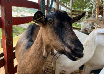 Gobierno de Uribia tiene listo un plan de seguridad y convivencia para fiestas de fin de año