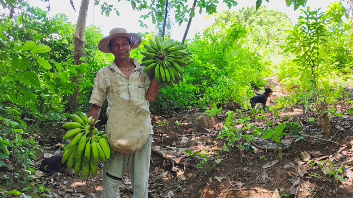 Pérdida y desperdicio de alimentos: un desafío que exige colaboración y solidaridad
