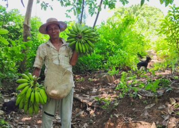 Pérdida y desperdicio de alimentos: un desafío que exige colaboración y solidaridad